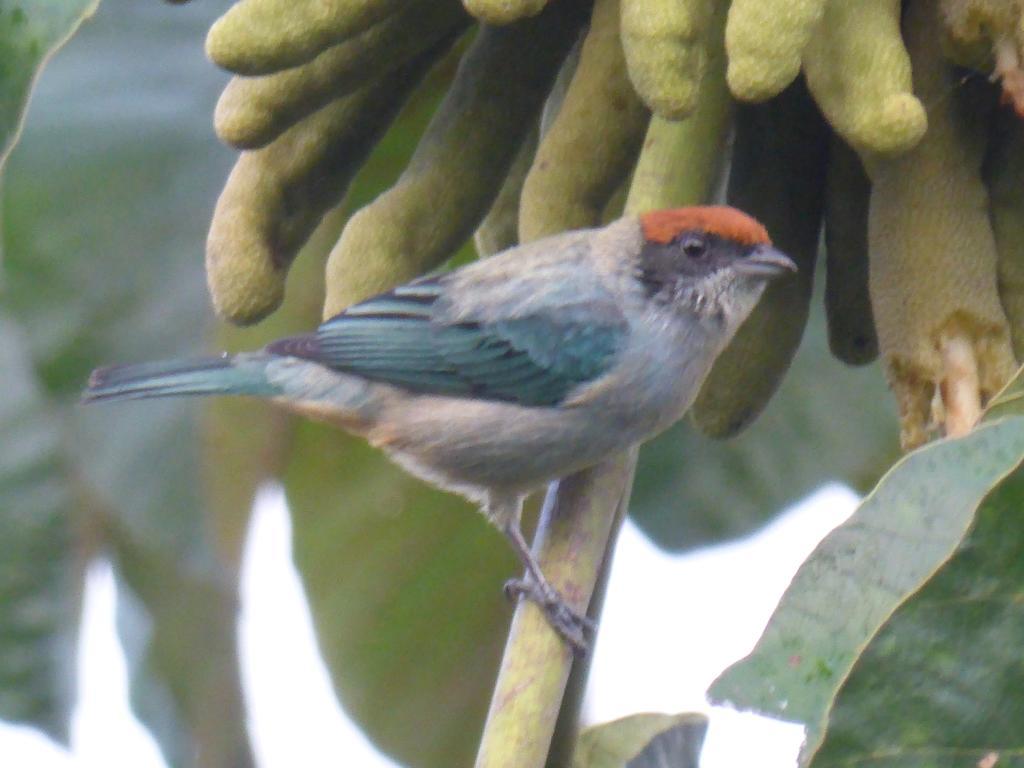 Mirador Finca Morrogacho Manizales Εξωτερικό φωτογραφία